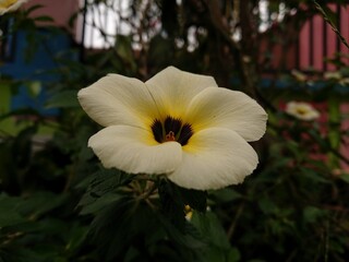 Fototapeta premium Turnera Subulata is a white and yellow flower with dark center