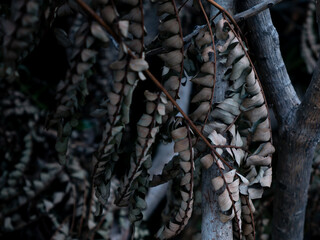 winter dry blue leave. nature view decoration background texture.