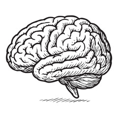 Hand Drawn Human Brain Illustration  Vintage Medical Sketch.