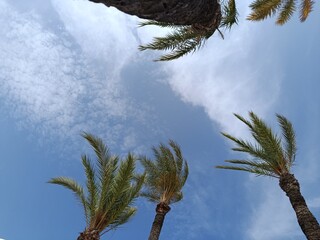 Tropical palm trees viewed from below with a clear blue sky and soft clouds, capturing a peaceful summer vibe and exotic nature feel.