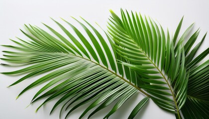 Obraz premium bright green palm fronds on a white background