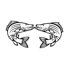 barramundi fish