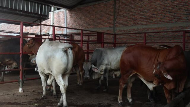A number of Brahman Cross or BX cattle on a modern farm.