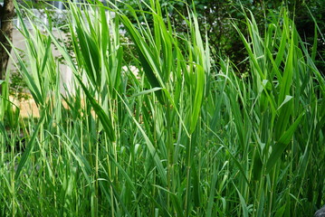 Obraz premium Dense Growth of Summer Reeds in Korean Wetland