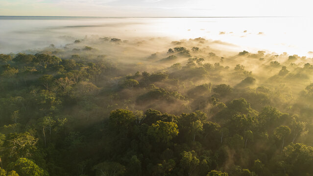 Aerial Views of the Cloud Forest near Tambopata National Reserve, Madre de Dios - Powered by Adobe