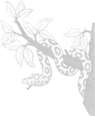 Snake in a Tree Hand-Drawn Illustration isolated on transparent background