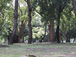 A glimpse into Phutthamonthon's tranquil grounds, where ancient trees create a peaceful, shaded...