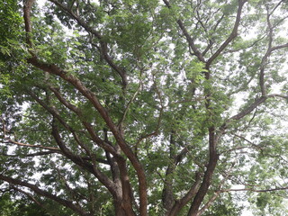 A lush canopy provides natural shade, showcasing the beauty of Thai flora. A refreshing retreat for contemplation at Phutthamonthon.