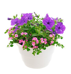 Bouquet of flowers petunia and water hyssop in a pot.