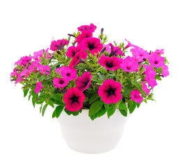 Bouquet of flowers petunia in a pot.