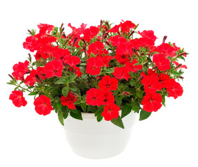 Bouquet of flowers petunia in a pot.