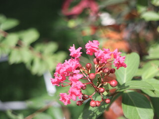 Bright pink blooms, possibly crape myrtle, burst with color in Phutthamonthon's vibrant gardens. A close-up capturing the delicate beauty of Thai flora.