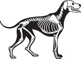 Obraz premium An informative side view illustration of a dog skeleton in vector format designed for academic, medical, and scientific use. 
