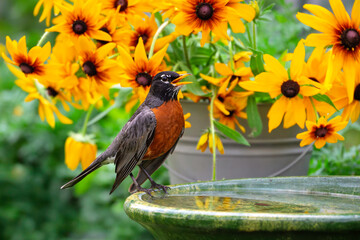 robin bird at bird bath, Yellow Blackeyed Susan flowers 