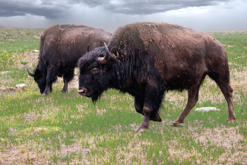 running bison in field