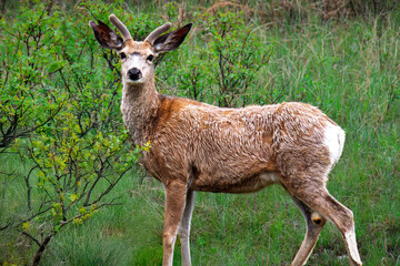 deer in the woods