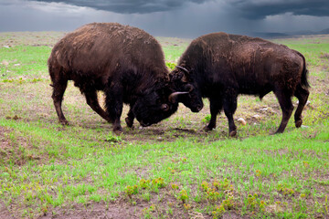 two american bison fighting, Dark clouds in sky