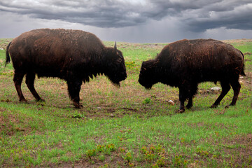 two american bison fighting, Dark clouds in sky
