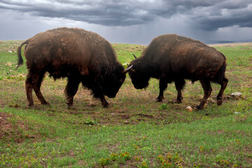 two american bison fighting, Dark clouds in sky