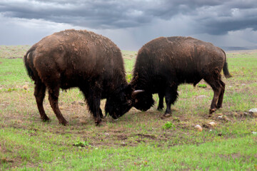 two buffalo fighting in South Dakota on a cloudy day