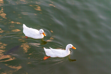 A duck swimming among fish in choppy water.