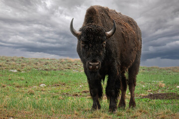 american bison in the field