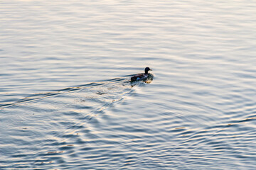 A duck swimming among fish in choppy water.