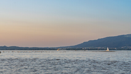 Birds on Lake Constance before sunset, with Lindau and Cruise ship in background, the sun...