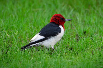 red bellied woodpecker