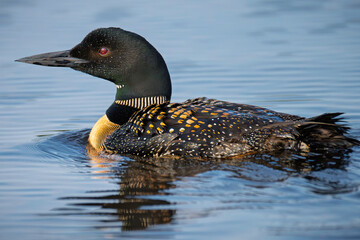 one common loon bird swimming in Minnesota Summer lake