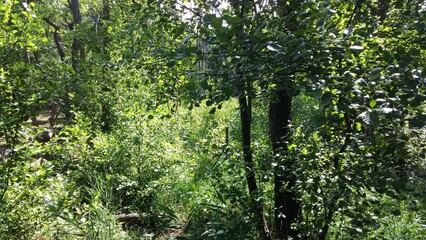 Obraz premium green leaves in the garden