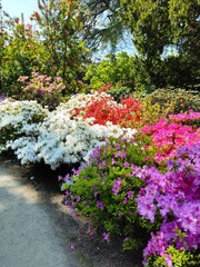Close-up of blooming spring flowers in botanical garden