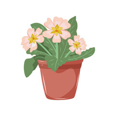 Primrose with beige and light pink petals. Houseplant in flower pot. Decoration for home, office, flower shop. Isolated vector illustration on white background.
