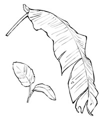 Black lines Banana Leaf Illustration