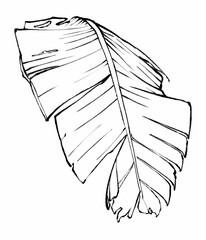 Line Art Depiction of Botanical Leaf Illustration