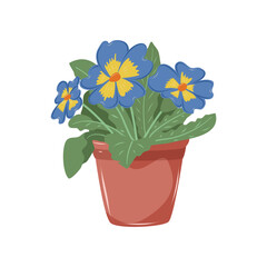 Primrose with blue and yellow petals. Houseplant in flower pot. Decoration for home, office, flower shop. Isolated vector illustration on white background.