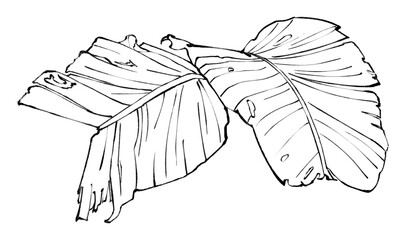 Line Art Depiction of Tropical Banana Leaves