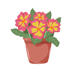 Primrose with pink and yellow petals. Houseplant in flower pot. Decoration for home, office, flower shop. Isolated vector illustration on white background.
