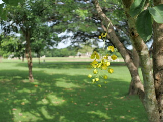 Delicate yellow flowers (Cassia fistula) hang from a tree branch against a sun-dappled green lawn...