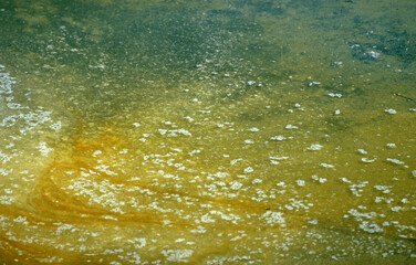 Marais salants, Limu Ruppie, ruppia maritima, Marais Salants de Guérande, région Pays de la Loire, Loire Atlantique, 44, France