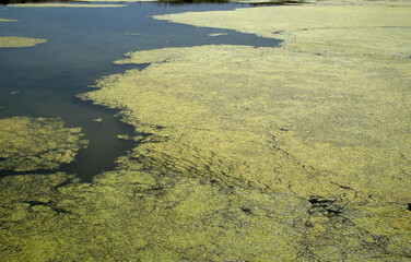 Marais salants, Limu Ruppie, ruppia maritima, Marais Salants de Guérande, région Pays de la Loire, Loire Atlantique, 44, France