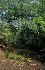 une mare, Espace naturel protégé. Riviére la Leyre, 33, Gironde, France