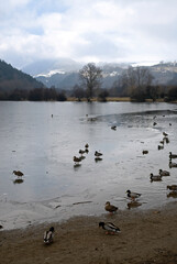 Canard colvert, Anas platyrhynchos, Mallard, sur la glace, Lac Chambon, Parc naturel r&eacute;gional des Volcans, 63, Puy de D&ocirc;me, France