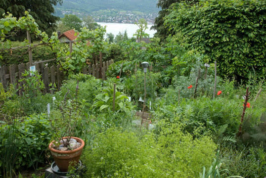 Potager, Cerfeuil, Poireaux, Angelique, Vigne, Basilic en pot, Barriere en bois, Vue sur le lac, Jardin botanique d'Hermann Hesse. Gaienhofen, Lac de Constance, Allemagne