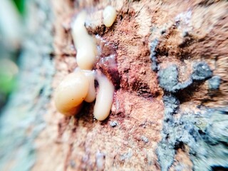 mango tree sap dripping from the trunk