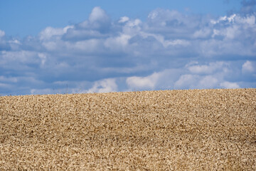 Scenic view of ripe grain field with cloudy sky background at Swiss village of Oberglatt on a sunny...