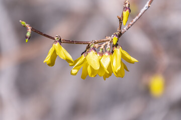 Forsythia. Blooming forsythia bush. Yellow flower on a branch of forsythia.