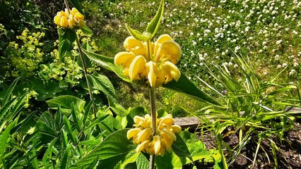 Sweden. Phlomis russeliana, Turkish sage, is a species of flowering plant in the family Lamiaceae, native to Turkey and Syria in south west Asia. 