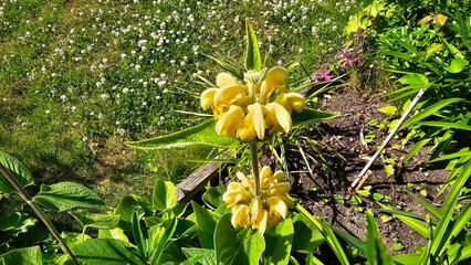 Sweden. Phlomis russeliana, Turkish sage, is a species of flowering plant in the family Lamiaceae, native to Turkey and Syria in south west Asia. 