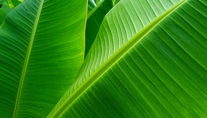 Vibrant Green A Captivating Close-Up of Banana Tree Leaves, showing the intricate patterns and textures of lush vegetation.
